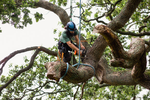 How Our Tree Care Process Works  in  Boonville, NC